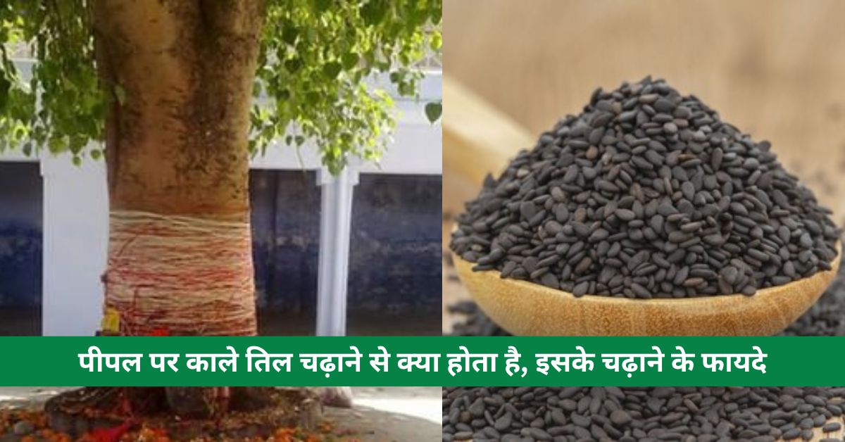 What happens by offering black sesame seeds on Peepal tree, benefits of offering it