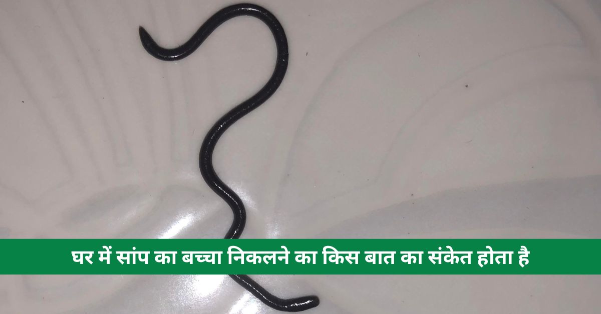 What does the appearance of a baby snake in the house indicate and its remedies