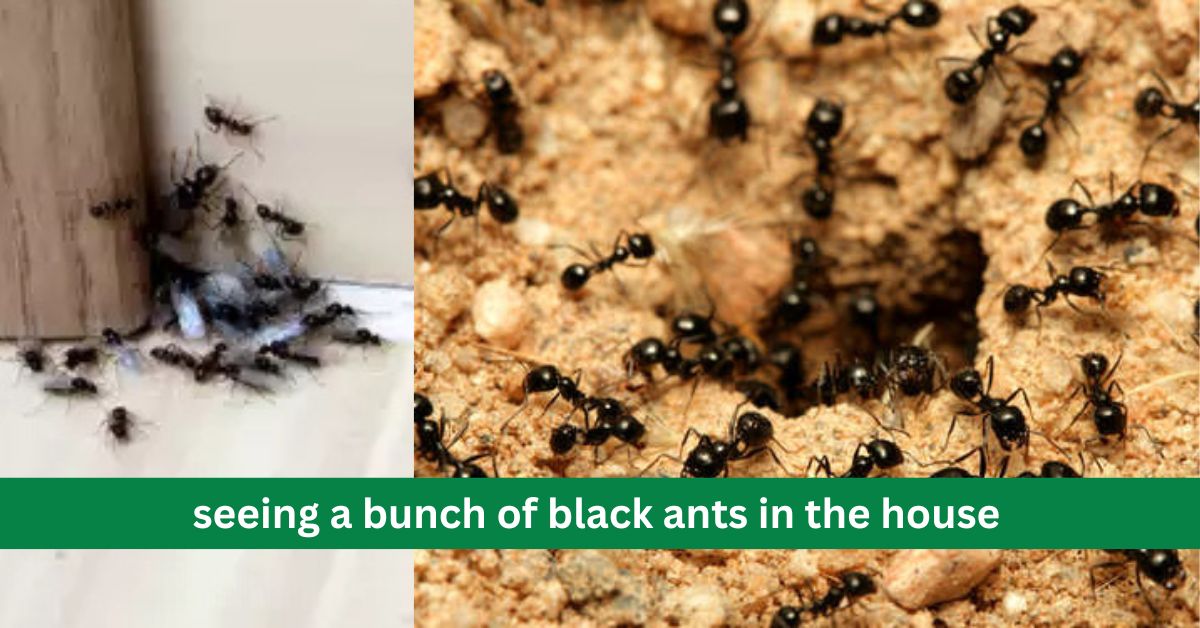 What are the signs of seeing a swarm of black ants in the house?